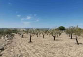 Non-developable land for sale in Biar ref: TR111108 photo