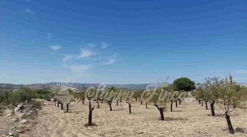 Alicante - Biar - 10000m2