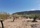 Non-developable land for sale in Biar ref: TR111108 photo