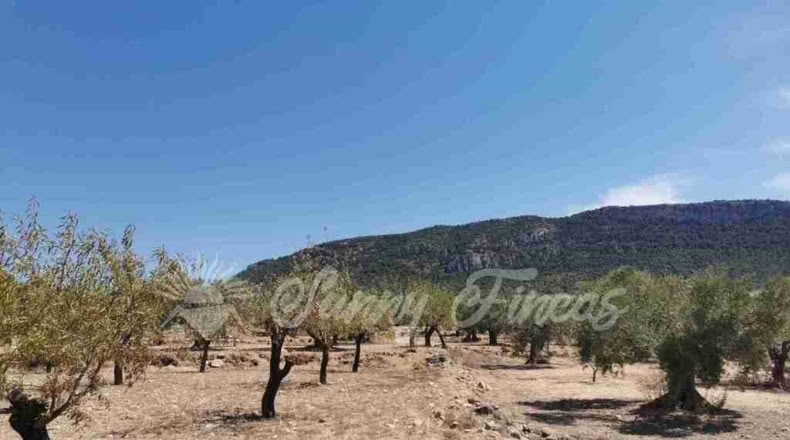 Alicante - Biar - 10000m2