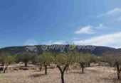Non-developable land for sale in Biar ref: TR111108 photo