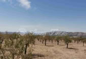 Non-developable land for sale in Biar ref: TR111108 photo
