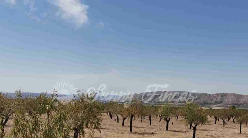 Alicante - Biar - 10000m2