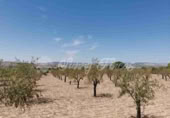 Non-developable land for sale in Biar ref: TR111108 photo
