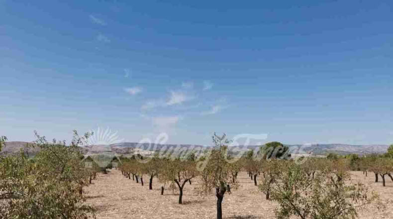 Alicante - Biar - 10000m2