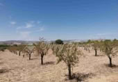 Non-developable land for sale in Biar ref: TR111108 photo