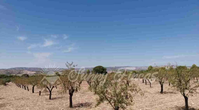 Alicante - Biar - 10000m2