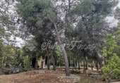 Xalet independent amb terreny en venda a la Canyada ref.: TR225119 foto