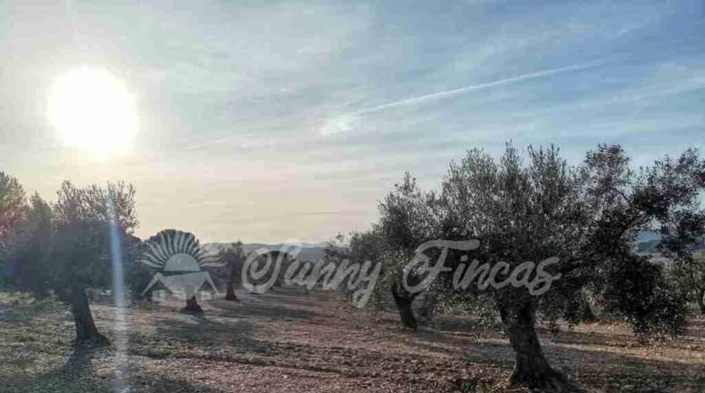 Alicante - Biar - 11000m2