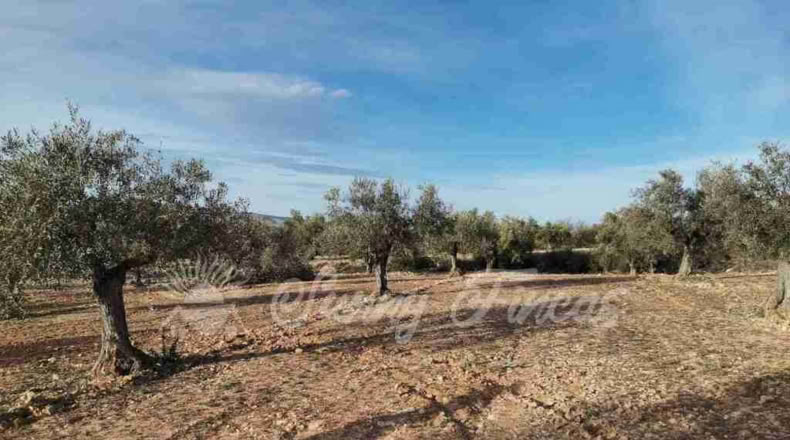 Alicante - Biar - 11000m2