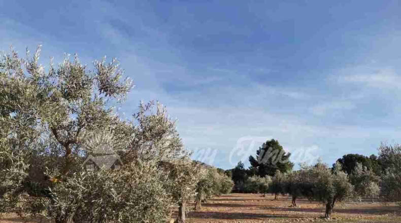 Alicante - Biar - 11000m2