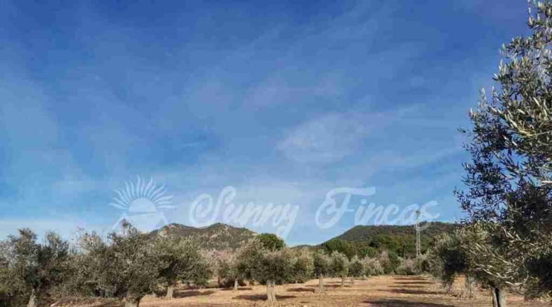Alicante - Biar - 11000m2