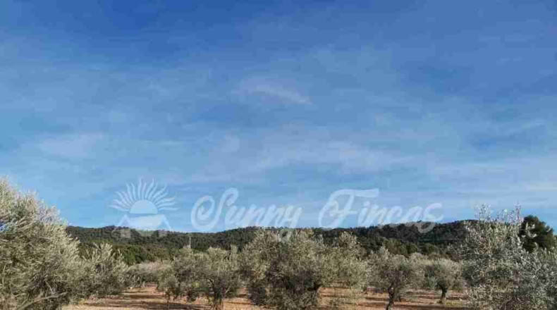 Alicante - Biar - 11000m2