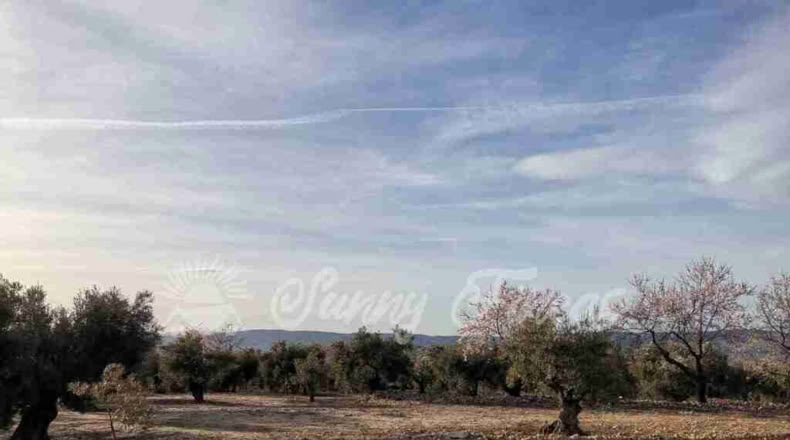 Alicante - Biar - 11000m2