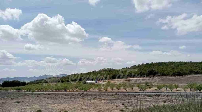 Murcia - Yecla - 21000m2