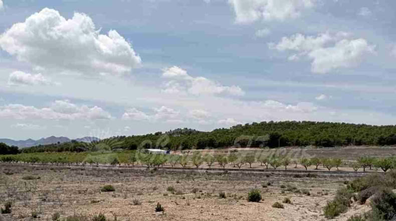 Murcia - Yecla - 21000m2