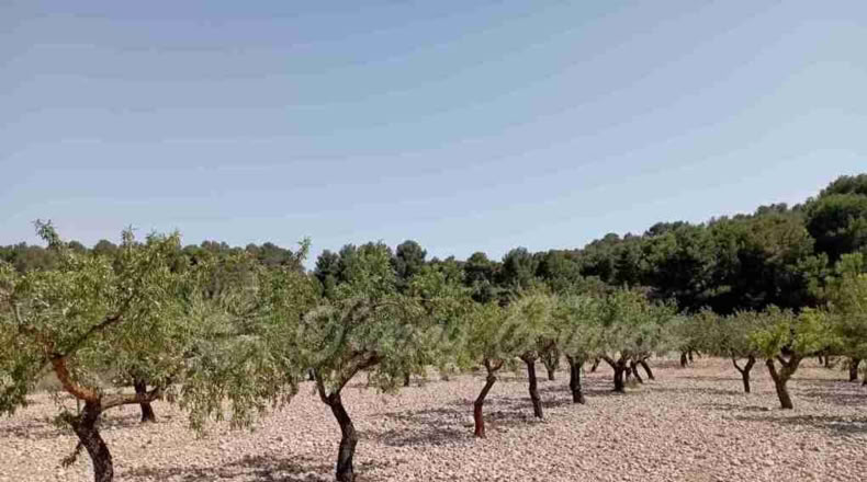 Murcia - Jumilla - 34000m2