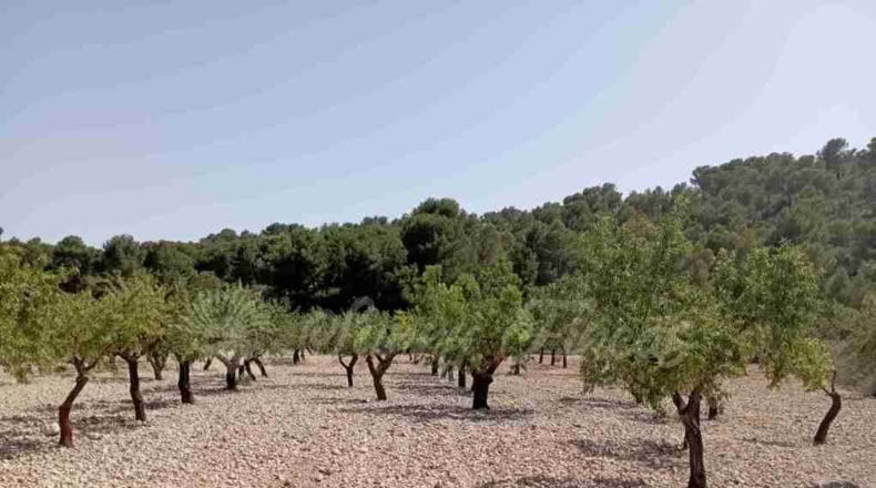 Murcia - Jumilla - 34000m2