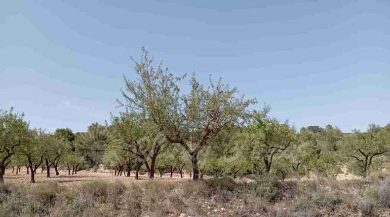 Murcia - Jumilla - 34000m2
