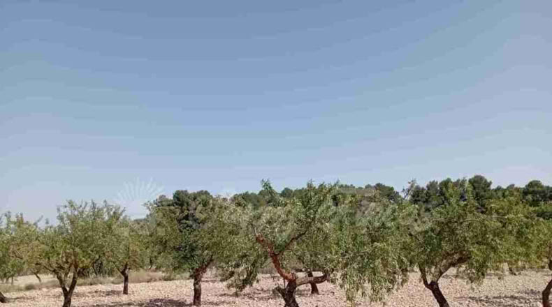 Murcia - Jumilla - 34000m2