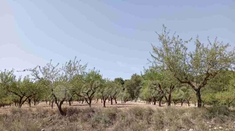 Murcia - Jumilla - 34000m2