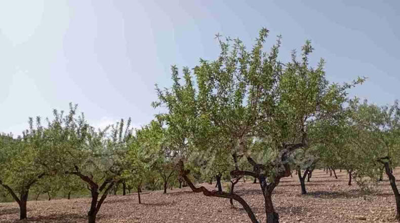 Murcia - Jumilla - 34000m2
