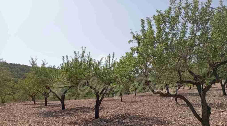 Murcia - Jumilla - 34000m2
