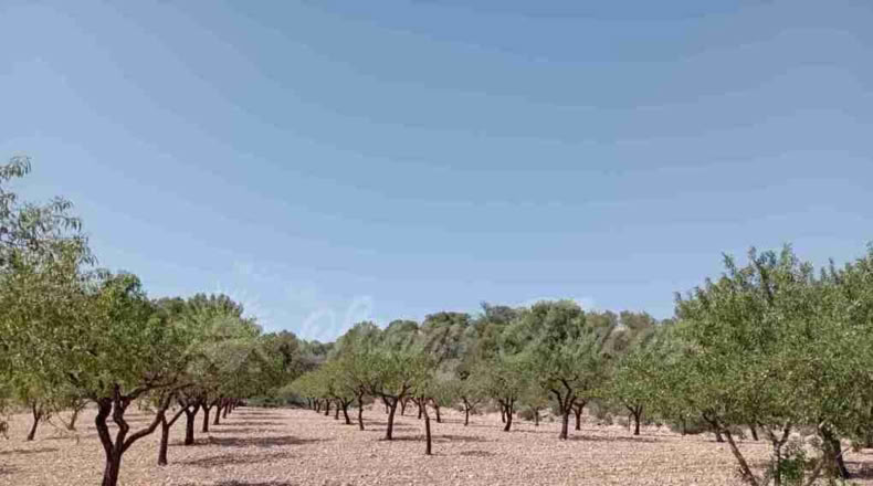 Murcia - Jumilla - 34000m2