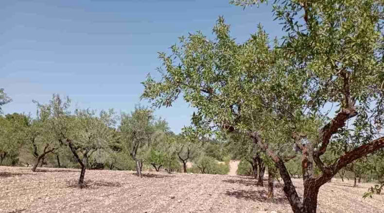 Murcia - Jumilla - 34000m2
