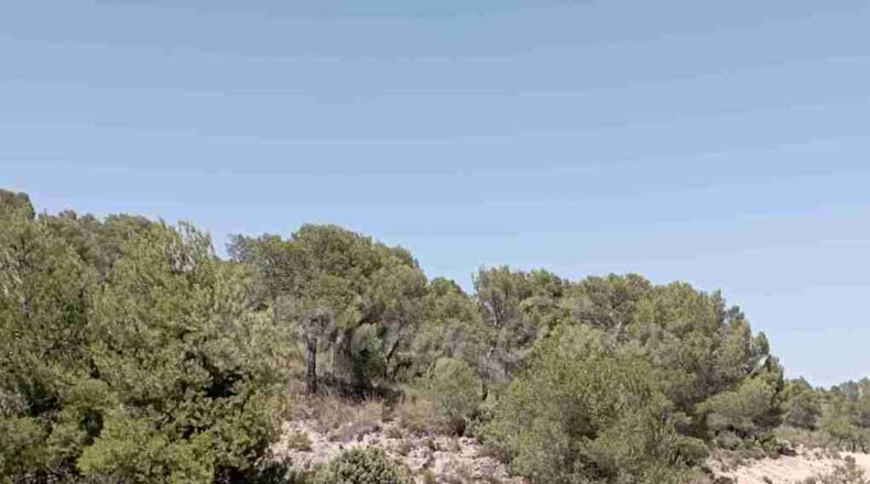 Murcia - Jumilla - 137000m2