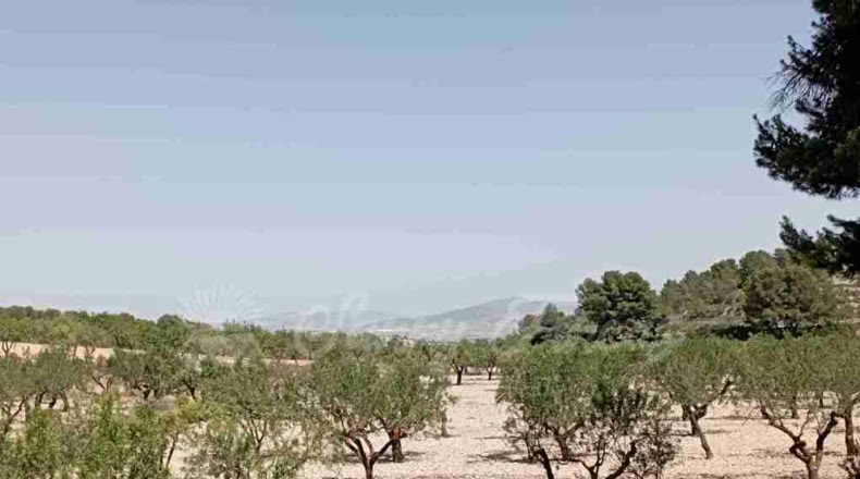 Murcia - Jumilla - 137000m2