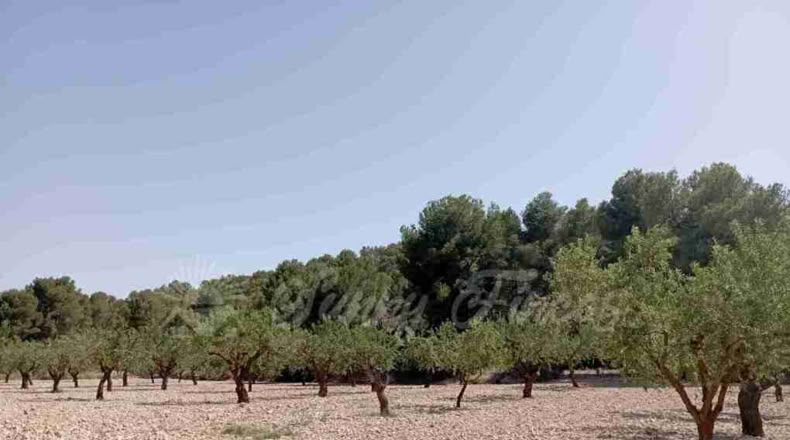 Murcia - Jumilla - 137000m2