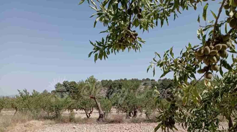 Murcia - Jumilla - 137000m2
