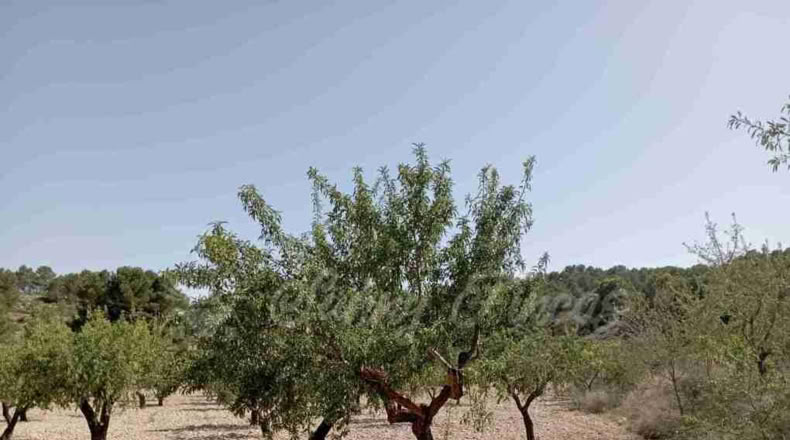 Murcia - Jumilla - 137000m2