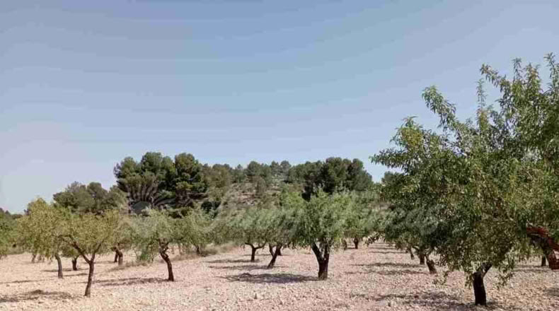 Murcia - Jumilla - 137000m2