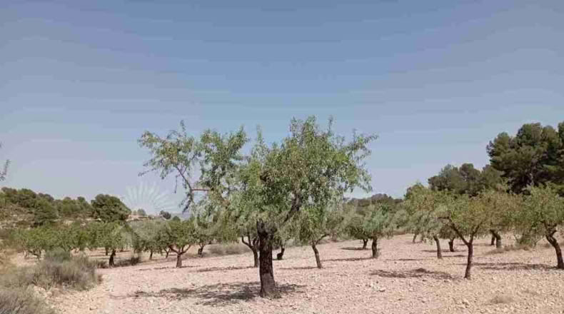 Murcia - Jumilla - 137000m2