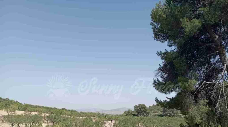 Murcia - Jumilla - 137000m2