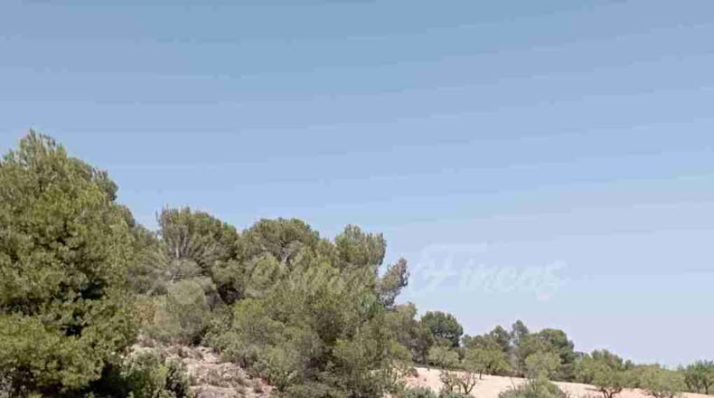 Murcia - Jumilla - 137000m2