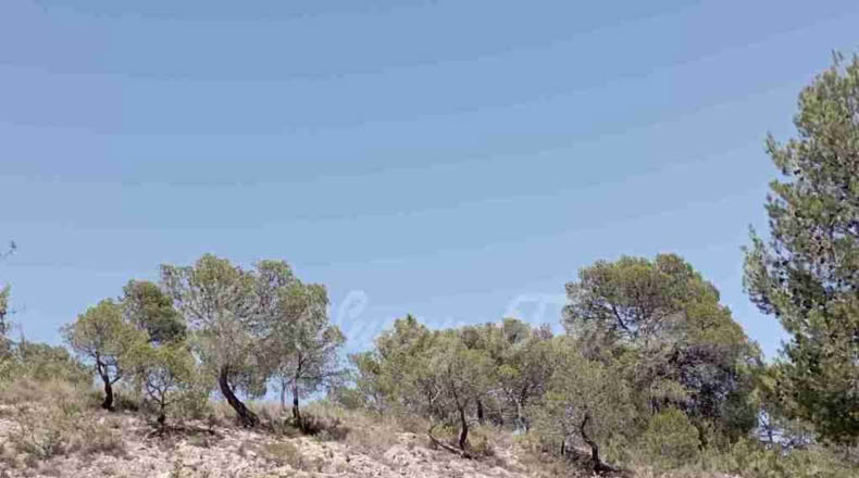 Murcia - Jumilla - 137000m2