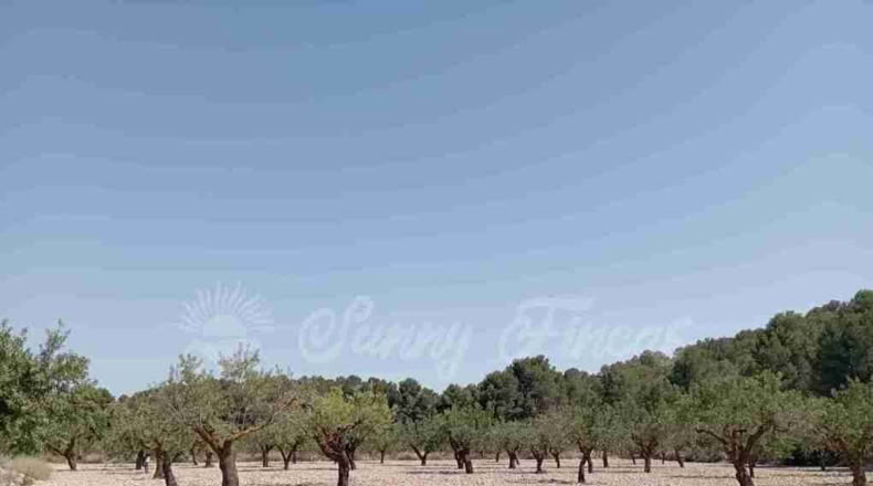 Murcia - Jumilla - 137000m2