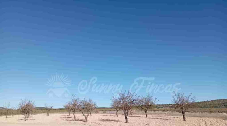 Albacete - Caudete - 11000m2