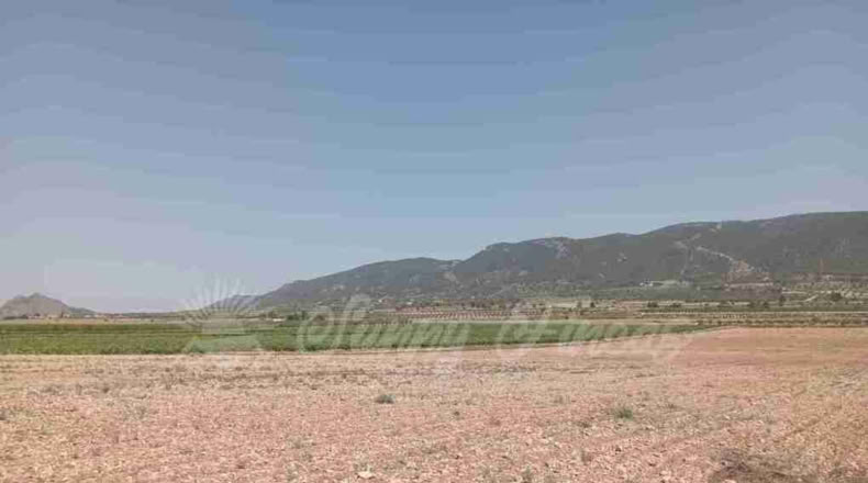 Múrcia - Yecla - 25000m2
