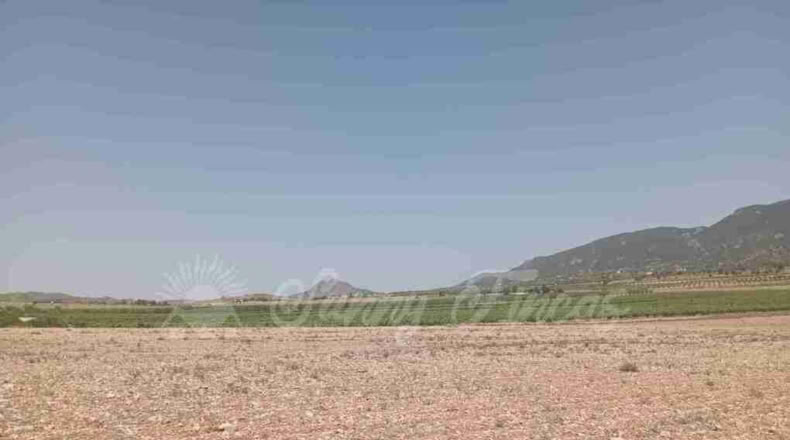 Múrcia - Yecla - 25000m2
