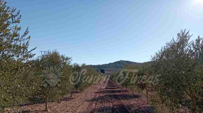 Murcia - Yecla - 245000m2