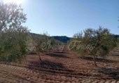 Masia amb terreny en venda a Iecla ref.: TR200931 foto