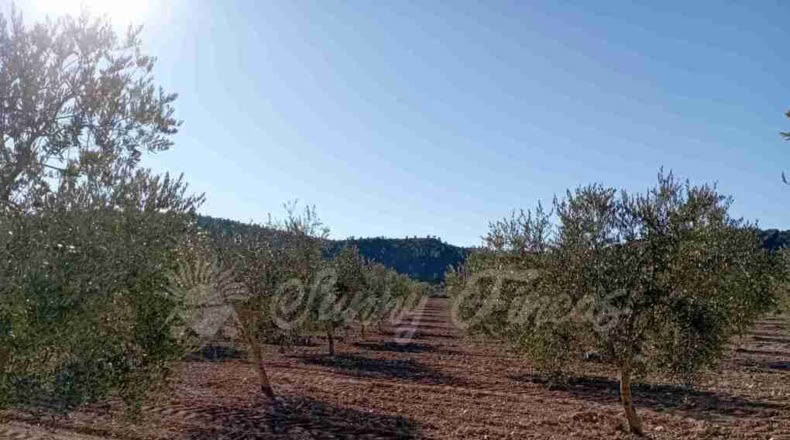 Murcia - Yecla - 245000m2