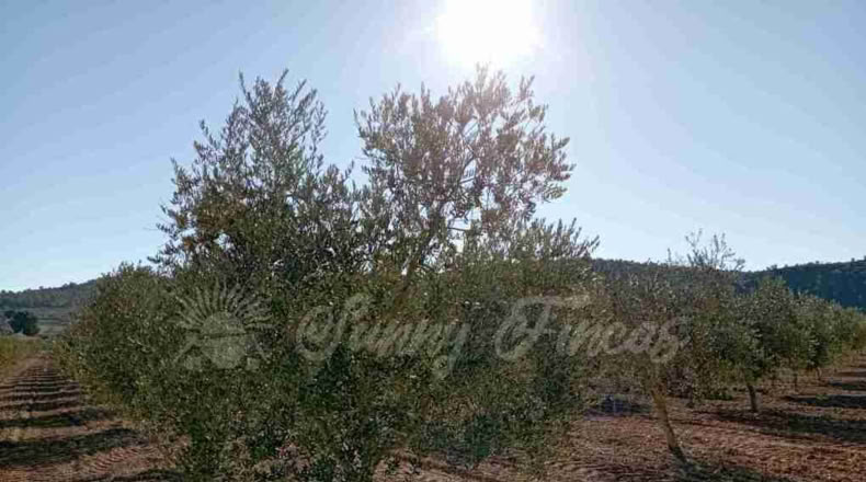 Murcia - Yecla - 245000m2