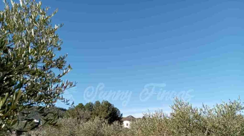 Murcia - Yecla - 245000m2