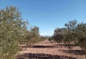 Masia amb terreny en venda a Iecla ref.: TR200931 foto