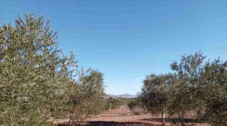 Murcia - Yecla - 245000m2